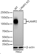 LAMP2 Antibody in Western Blot (WB)