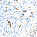 EPB41 Antibody in Immunohistochemistry (Paraffin) (IHC (P))