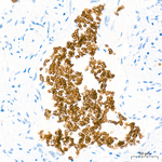 EPB41 Antibody in Immunohistochemistry (Paraffin) (IHC (P))