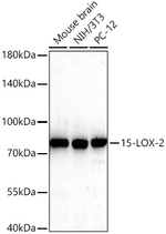 ALOX15B Recombinant Rabbit Monoclonal Antibody (4D8Z9)