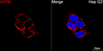 ATP Synthase beta Antibody in Immunocytochemistry (ICC/IF)