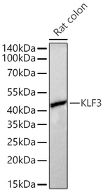 KLF3 Antibody in Western Blot (WB)