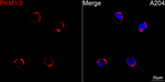 PKM1/PKM2 Antibody in Immunocytochemistry (ICC/IF)