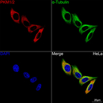 PKM1/PKM2 Antibody in Immunocytochemistry (ICC/IF)