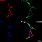 PKM1/PKM2 Recombinant Rabbit Monoclonal Antibody (6Q10I6)