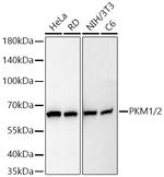 PKM1/PKM2 Antibody in Western Blot (WB)