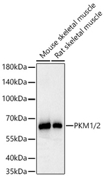 PKM1/PKM2 Antibody in Western Blot (WB)