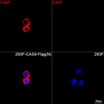 Caspase 9 Recombinant Rabbit Monoclonal Antibody (7N9O4)