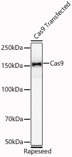 Caspase 9 Antibody in Western Blot (WB)