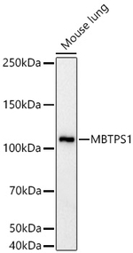 MBTPS1 Antibody in Western Blot (WB)