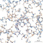 CHI3L1 Antibody in Immunohistochemistry (Paraffin) (IHC (P))