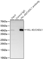 CHI3L1 Antibody in Immunoprecipitation (IP)