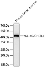 CHI3L1 Antibody in Western Blot (WB)