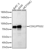 COX2 Antibody in Western Blot (WB)