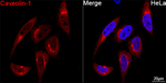 Caveolin 1 Antibody in Immunocytochemistry (ICC/IF)