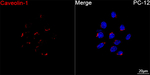 Caveolin 1 Antibody in Immunocytochemistry (ICC/IF)