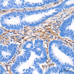 Caveolin 1 Antibody in Immunohistochemistry (Paraffin) (IHC (P))