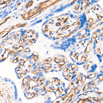 Caveolin 1 Antibody in Immunohistochemistry (Paraffin) (IHC (P))