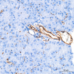 Caveolin 1 Antibody in Immunohistochemistry (Paraffin) (IHC (P))