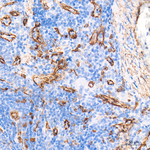 Caveolin 1 Antibody in Immunohistochemistry (Paraffin) (IHC (P))