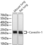 Caveolin 1 Antibody in Western Blot (WB)