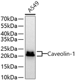 Caveolin 1 Antibody in Western Blot (WB)
