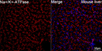 Sodium Potassium ATPase Antibody in Immunohistochemistry (Paraffin) (IHC (P))