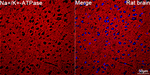 Sodium Potassium ATPase Antibody in Immunohistochemistry (Paraffin) (IHC (P))