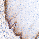 Sodium Potassium ATPase Antibody in Immunohistochemistry (Paraffin) (IHC (P))