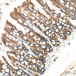Sodium Potassium ATPase Antibody in Immunohistochemistry (Paraffin) (IHC (P))