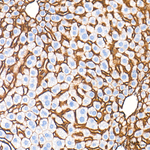 Sodium Potassium ATPase Antibody in Immunohistochemistry (Paraffin) (IHC (P))