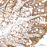 Sodium Potassium ATPase Antibody in Immunohistochemistry (Paraffin) (IHC (P))
