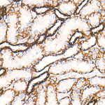Sodium Potassium ATPase Antibody in Immunohistochemistry (Paraffin) (IHC (P))