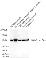 Sodium Potassium ATPase Antibody in Western Blot (WB)