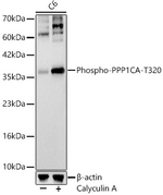 Phospho-PP1 alpha (Thr320) Antibody in Western Blot (WB)
