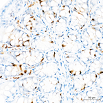 Phospho-CDK1/CDK2/CDK3 (Thr161, Thr160) Antibody in Immunohistochemistry (Paraffin) (IHC (P))