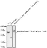 Phospho-CDK1/CDK2/CDK3 (Thr161, Thr160) Antibody in Immunoprecipitation (IP)