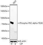 Phospho-PKC alpha (Thr638) Antibody in Western Blot (WB)