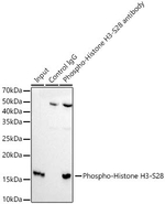 Phospho-Histone H3 (Ser28) Antibody in Immunoprecipitation (IP)