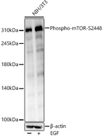 Phospho-mTOR (Ser2448) Antibody in Western Blot (WB)