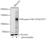 Phospho-FAK (Tyr576, Tyr577) Antibody in Western Blot (WB)