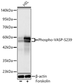 Phospho-VASP (Ser239) Antibody in Western Blot (WB)