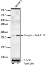 Phospho-BAD (Ser112) Antibody in Western Blot (WB)