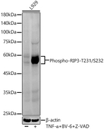 Phospho-RIP3 (Thr231, Ser232) Recombinant Rabbit Monoclonal Antibody (9Y9H0)