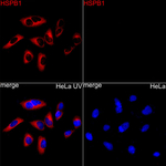 Phospho-HSP27 (Ser15) Recombinant Rabbit Monoclonal Antibody (4D4C5)