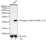 Phospho-HSP27 (Ser15) Antibody in Western Blot (WB)