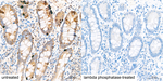 Phospho-MAP2K4 (Ser257) Antibody in Immunohistochemistry (Paraffin) (IHC (P))