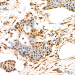 Phospho-MAP2K4 (Ser257) Antibody in Immunohistochemistry (Paraffin) (IHC (P))