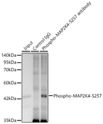 Phospho-MAP2K4 (Ser257) Antibody in Immunoprecipitation (IP)