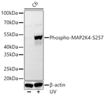 Phospho-MAP2K4 (Ser257) Antibody in Western Blot (WB)